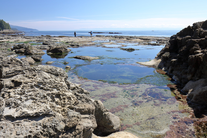 Illustration for article titled Pics from the (Ocean Floor): 2018-05-05 at Botanical Beach